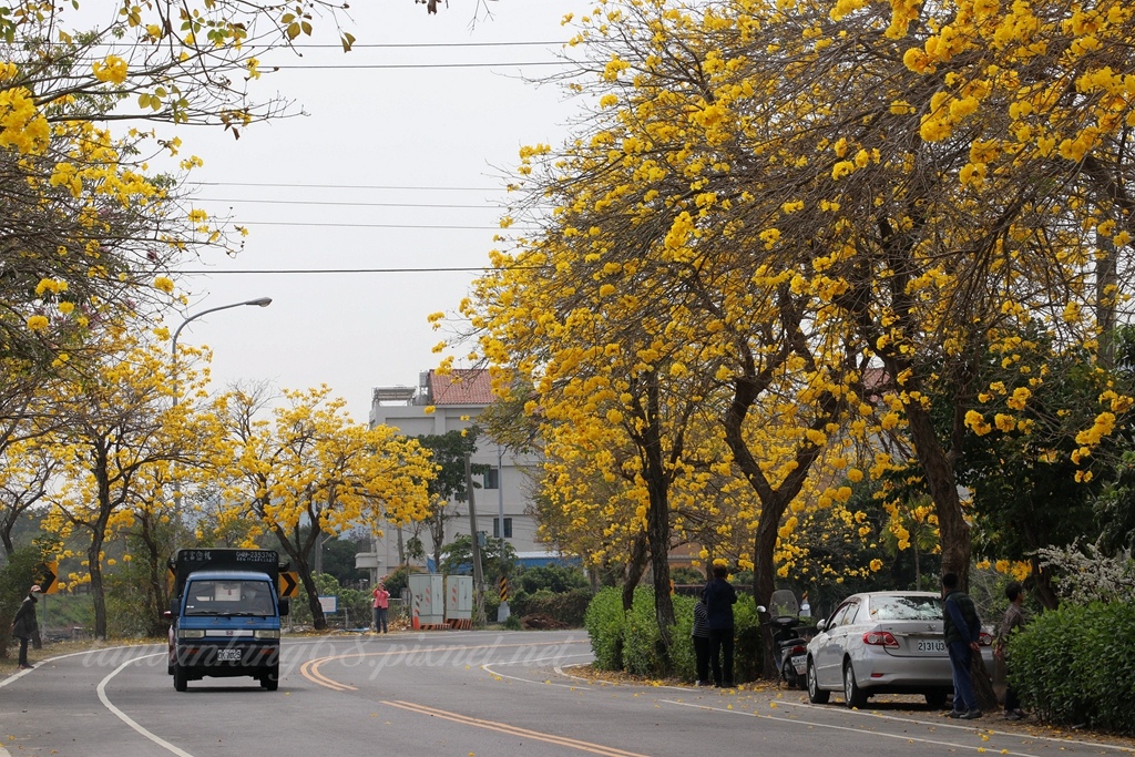 彰化芬園彰南路黃花風鈴木