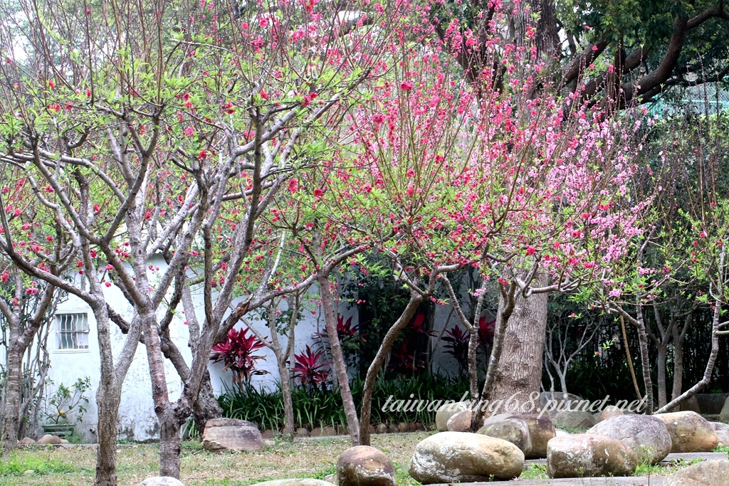 鐵砧山碧桃花