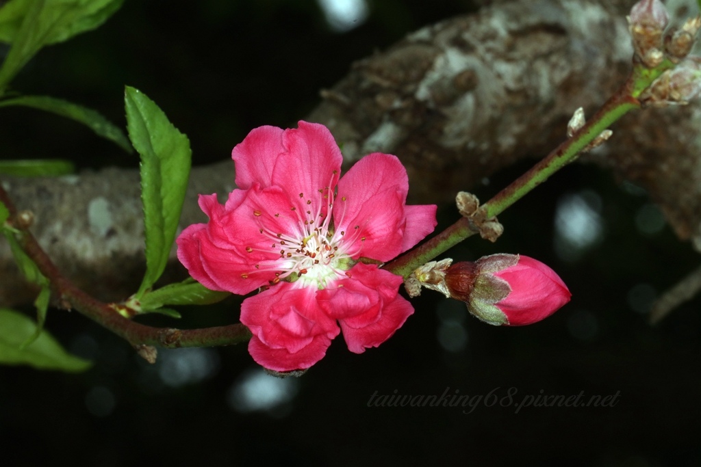 鐵砧山碧桃花