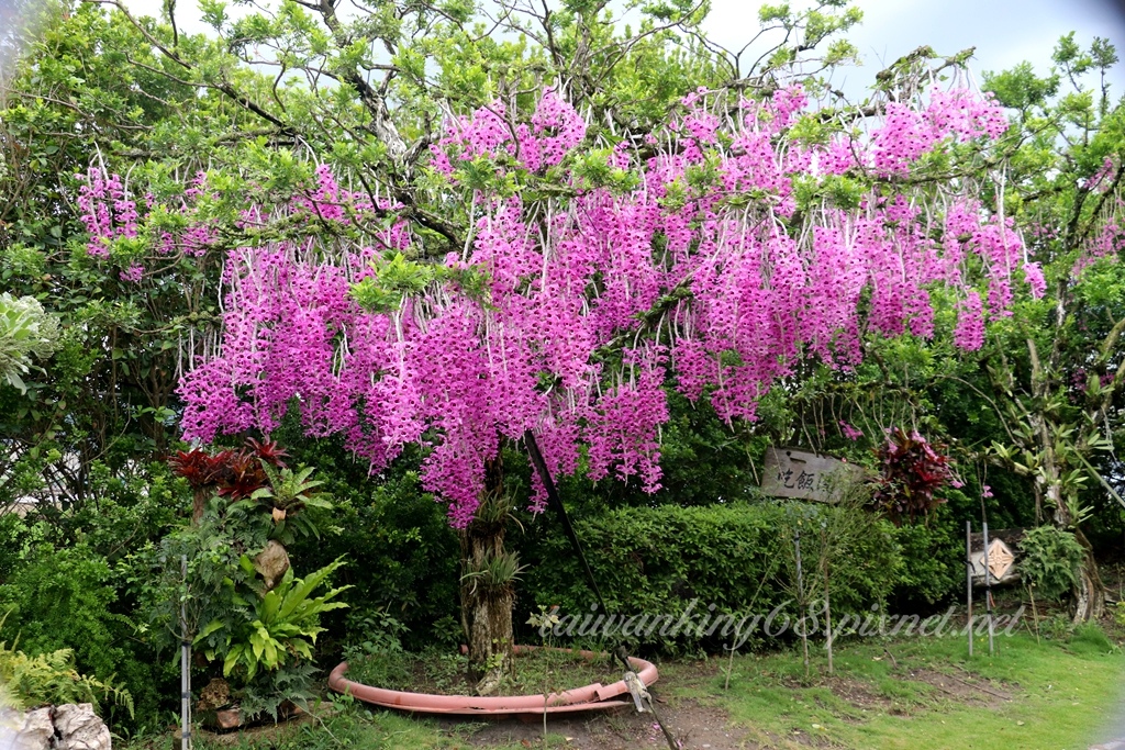 后里萌芳花卉農場數萬株石斛蘭宛如粉紅花瀑的爆開