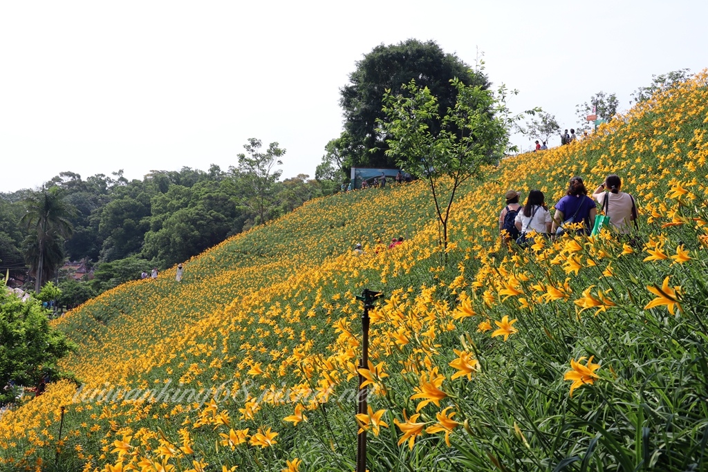 虎山巖金針花