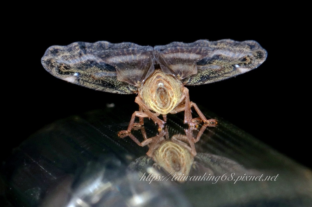 光影之美–條紋廣翅蠟蟬