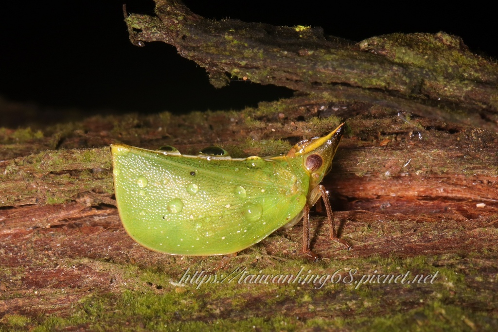 2024最新出爐的綠瓢蠟蟬