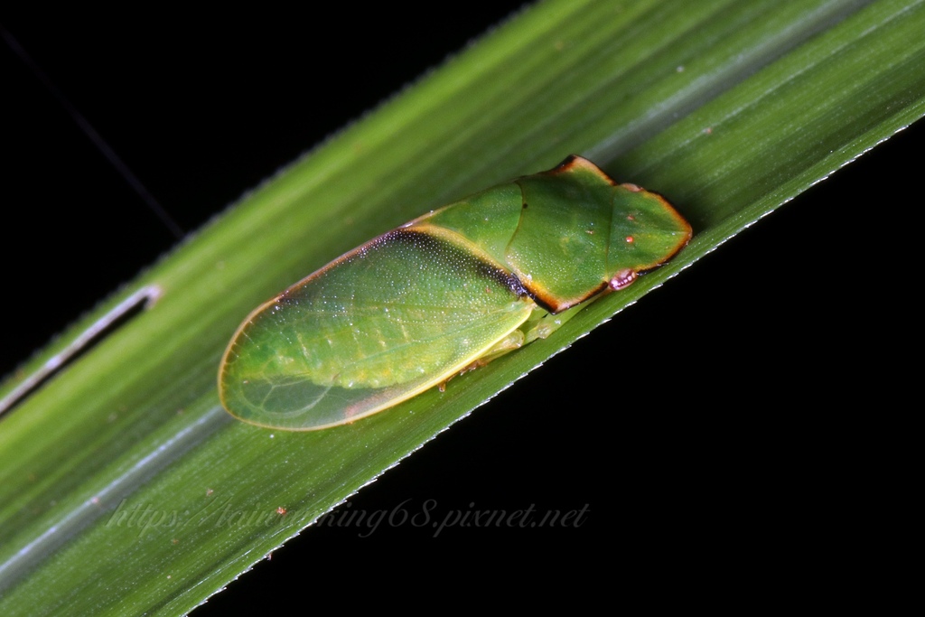 黑緣角胸葉蟬