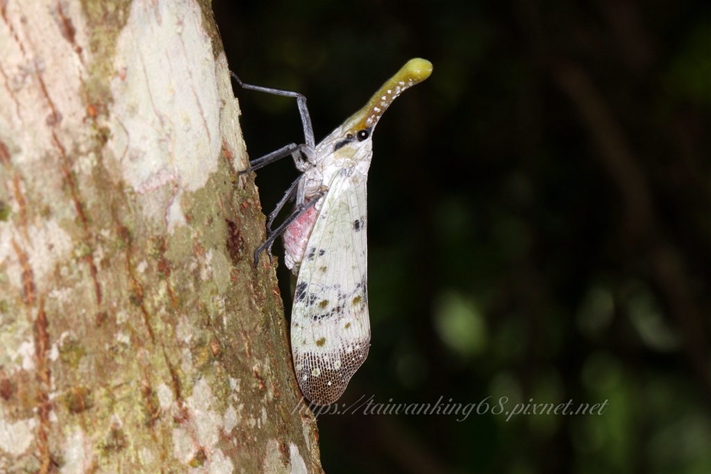 渡邊氏長吻白蠟蟬