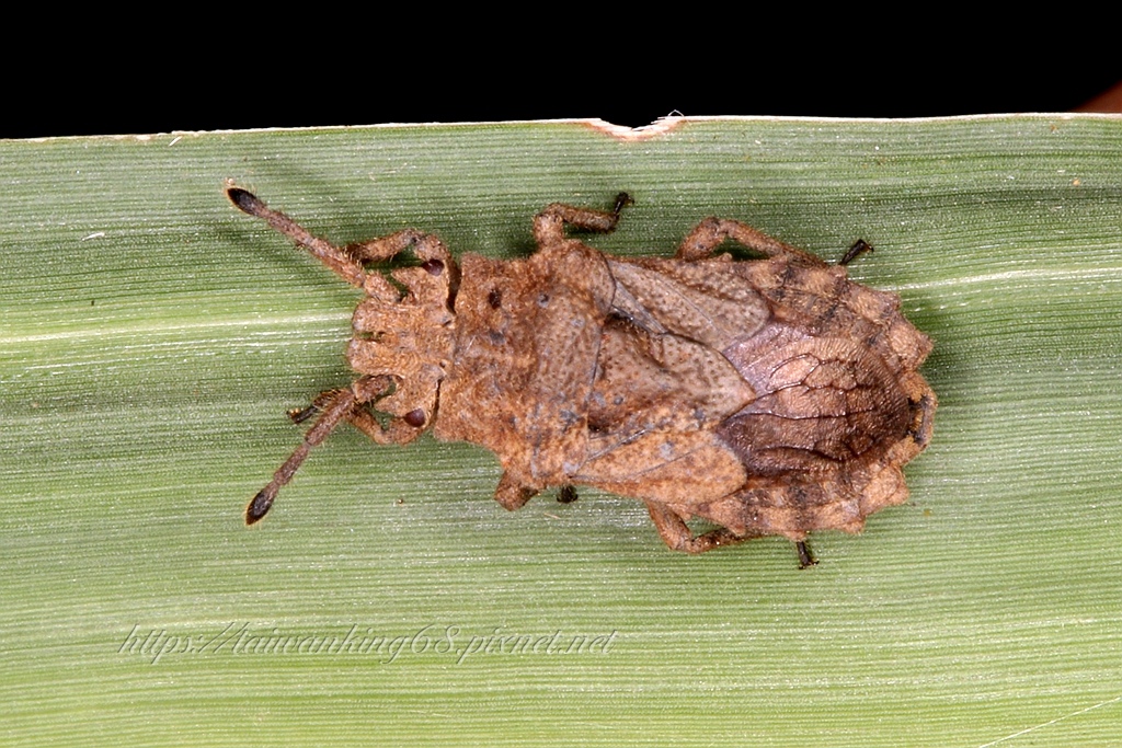 台灣中部首次發現《怪椿》