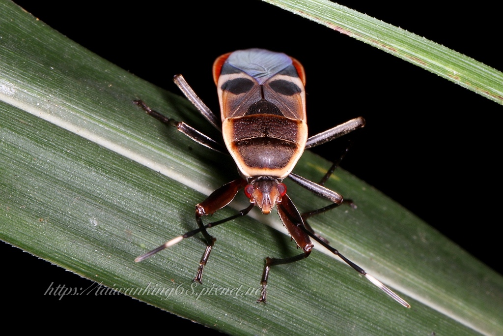 極像京劇臉譜的《突背斑紅蝽》
