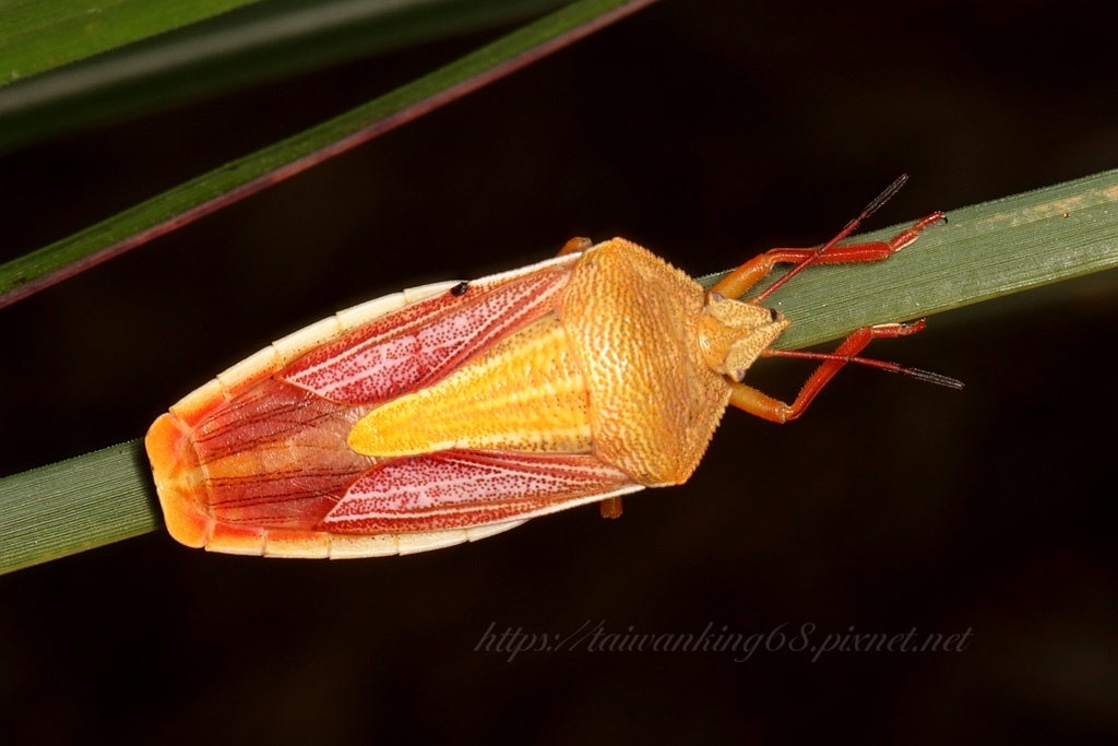 大蝦殼椿象若蟲