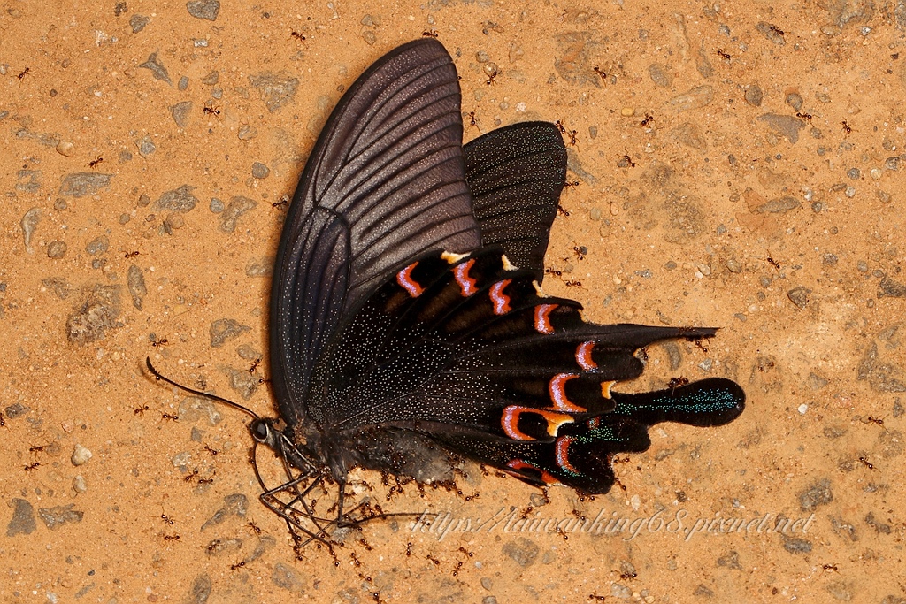 一隻烏鴉鳳蝶死亡之謎