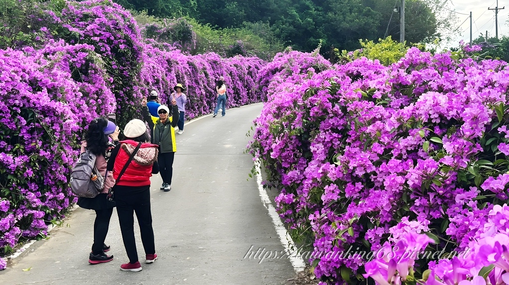 苗栗通霄鎮楓樹里的蒜香藤花大爆開
