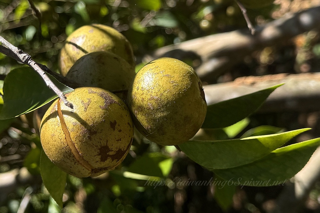 碩大如雞蛋的『苦茶樹』果實
