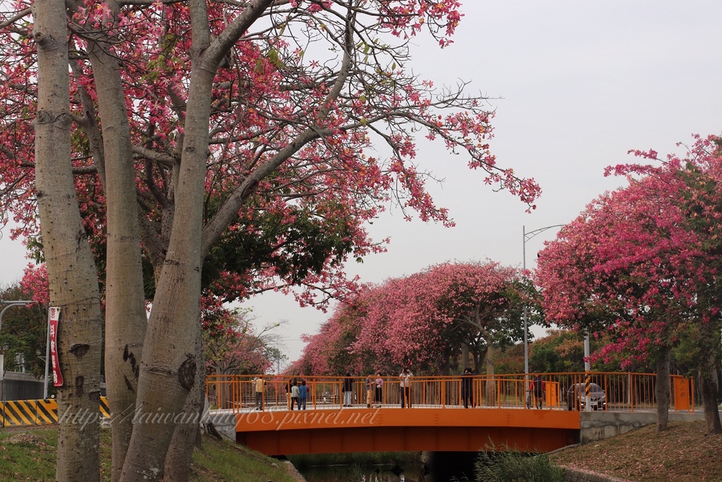 雲林縣虎尾鎮秋末冬初的限定美景『台版櫻花大道』美人樹盛開中