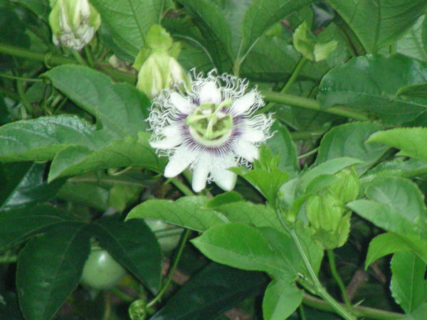 不知名的花草