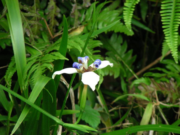 不知名的花草