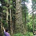 巴西橡膠樹2
