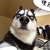 關於瓦斯型乾衣機安裝問題：瓦斯接頭、瓦斯管線、排風管(請注意