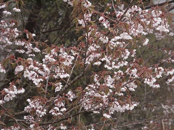 白櫻花