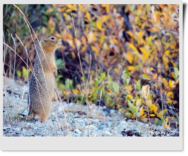 111 HainesHwy-BCYT3 (3)Arctic ground squirrel