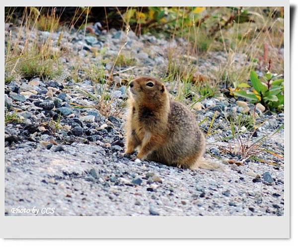 112 HainesHwy-BCYT3 (3)Arctic ground squirrel