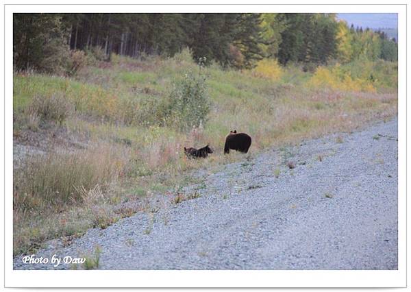 34 AlaskaHwy-YT1 Black bear