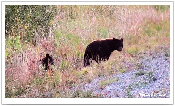 39 AlaskaHwy-YT1 Black bear