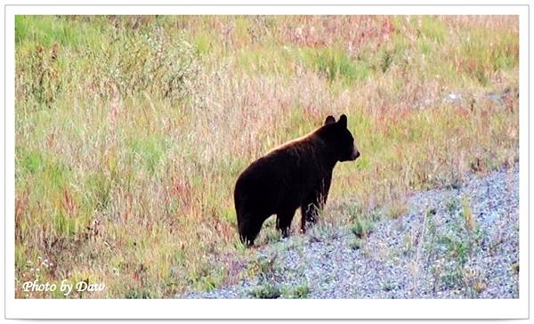 40 AlaskaHwy-YT1 Black bear