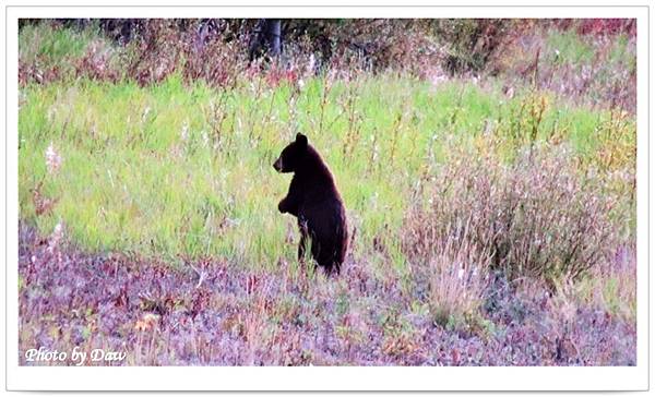 42 AlaskaHwy-YT1 Black bear