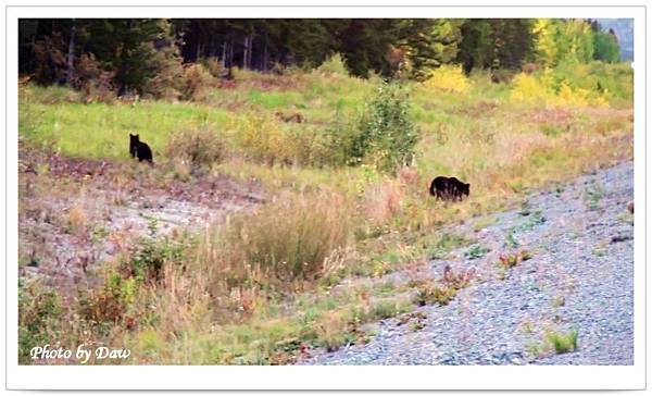 44 AlaskaHwy-YT1 Black bear