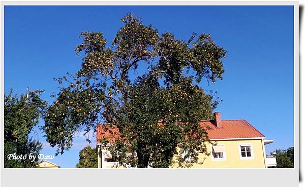 72 SE Sigtuna Appletree.jpg