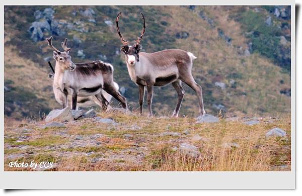 85 E69 Kjeftavatnet (Reindeer).JPG