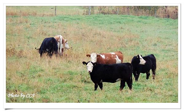 51 R5640(Hereford cattle).JPG