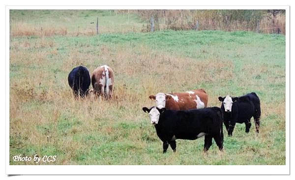 52 R5640(Hereford cattle).JPG