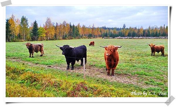 56 R5640(Scottish Highland cattle).jpg