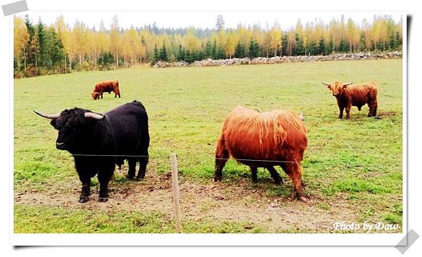 58 R5640(Scottish Highland cattle).jpg
