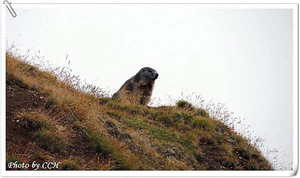 10 CH Hiking_AlpineMormot..JPG