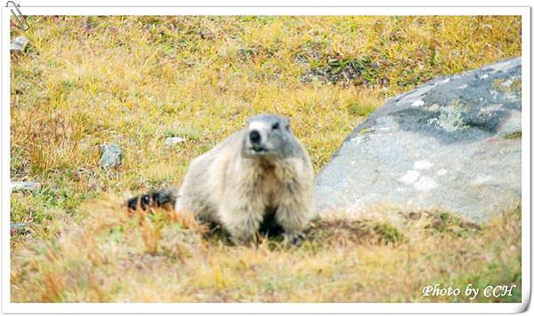 14 CH Hiking_AlpineMormot..JPG