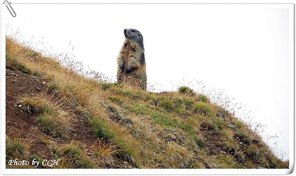 11 CH Hiking_AlpineMormot..JPG