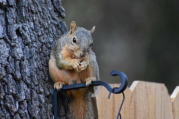 松鼠：森林的活力小精靈