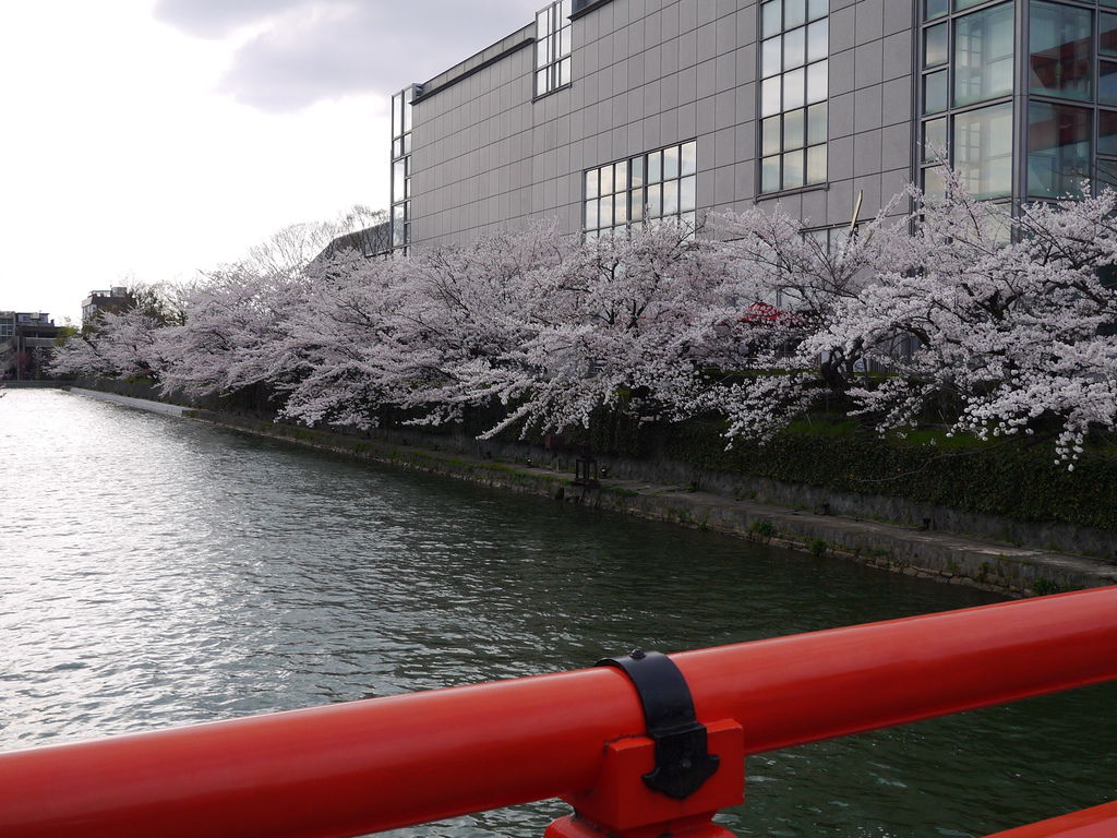 京都 平安神宮vs 紅 白的世界 日本最大鳥居 粉紅色八重垂櫻迴廊 中國唐代建築風格 娜娜鐵腿趣 痞客邦 京都 平安神宮vs 紅 白的世界 日本最大鳥居 粉紅色八重垂櫻迴廊 中國唐代建築風格 娜娜鐵腿趣 痞客邦