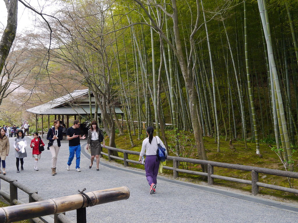 嵐山 藝妓回憶錄 竹林小徑 夢幻垂枝櫻天龍寺 野宮神社求姻緣御守 體驗源氏愛情物語 娜娜鐵腿趣 痞客邦