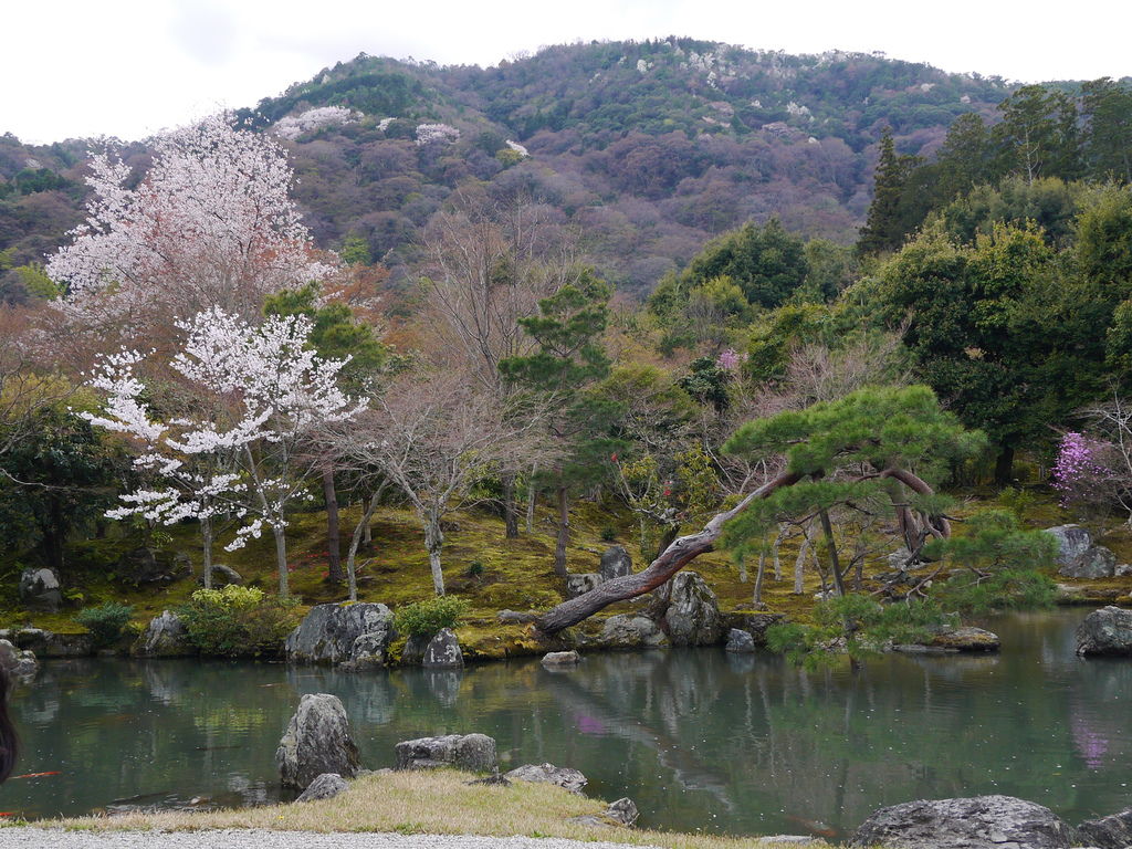 嵐山 藝妓回憶錄 竹林小徑 夢幻垂枝櫻天龍寺 野宮神社求姻緣御守 體驗源氏愛情物語 娜娜鐵腿趣 痞客邦