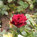 IMG_4478.JPG