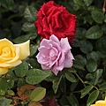 IMG_4463.JPG