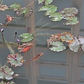 IMG_4741.JPG