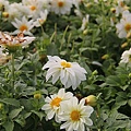 IMG_4679.JPG