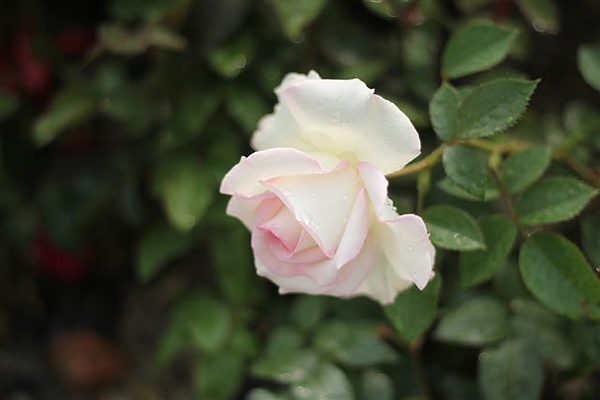 IMG_4467.JPG