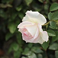IMG_4467.JPG