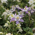 IMG_4487.JPG