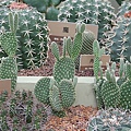 IMG_4724.JPG