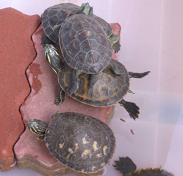 斑龜與甜甜圈合照, 冬天難得出太陽的好天氣, 所以進行今年第一次晒龜(2006-02-07)